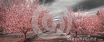 California Pink Blossoms in Black and White Stock Photo