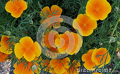 California Poppies Or Eschscholzia Californica In Bloom Stock Photo