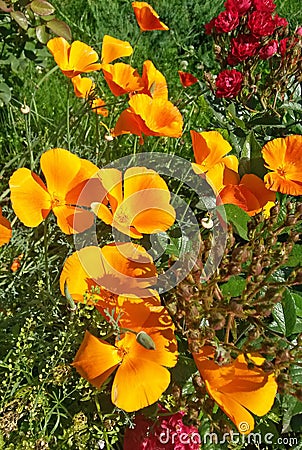 California poppies (Eschscholzia californica) in bloom Stock Photo