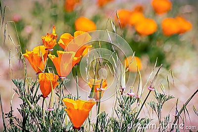 California Poppies Eschscholzia californica growing on a meadow, Fremont, east San Francisco bay, California Stock Photo