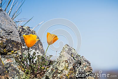 California Poppies Eschscholzia californica growing among rocks on a blue sky background, Henry W. Coe State Park, California Stock Photo
