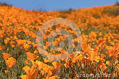 California Poppies Landscape During the 2019 Super Bloom Stock Photo