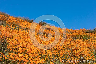 California Poppies Landscape During the 2019 Super Bloom Stock Photo