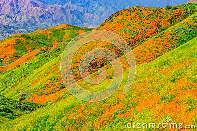 California Poppies and yellow mustard fill hillsides of Riverside County Stock Photo