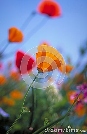 California Poppy Stock Photo