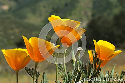 California Poppy Stock Photo