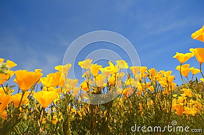 California poppy Stock Photo