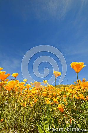 California poppy Stock Photo