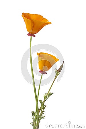 California poppy and buds Stock Photo