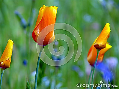 California poppy buds Stock Photo