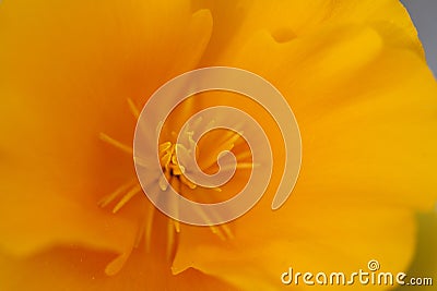 California Poppy Detail Stock Photo