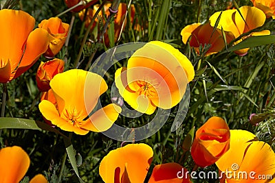 California poppy,eschscholzia californica Stock Photo