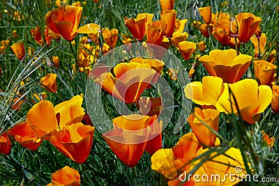 California poppy, eschscholzia californica Stock Photo