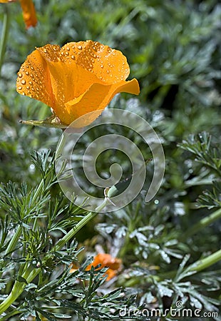 California Poppy (Eschscholzia californica) Stock Photo