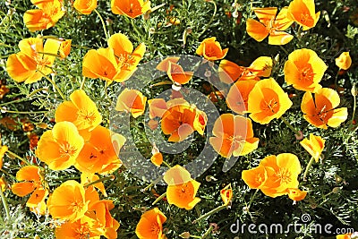 California Poppy Eschscholzia Californica Stock Photo