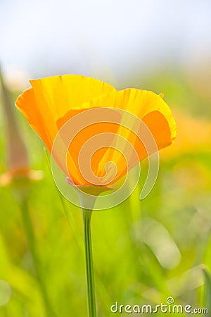 California poppy, Eschscholzia californica Stock Photo