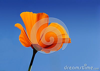 California poppy - Eschscholzia californica Stock Photo