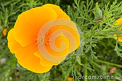 California poppy Eschscholzia californica close up Stock Photo