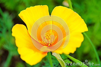 California Poppy, Eschscholzia californica Stock Photo