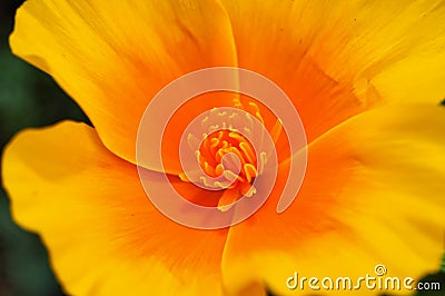 California Poppy, Eschscholzia californica Stock Photo