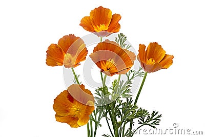 California poppy Stock Photo