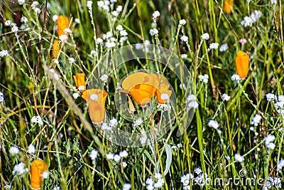 California poppy (Eschscholzia californica) and popcorn flowers (Plagiobothrys nothofulvus) blooming on a Stock Photo