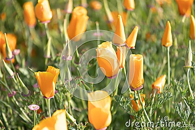 Blooming California Poppy Stock Photo