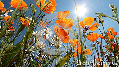 California Poppy (Eschscholzia californica) Stock Photo