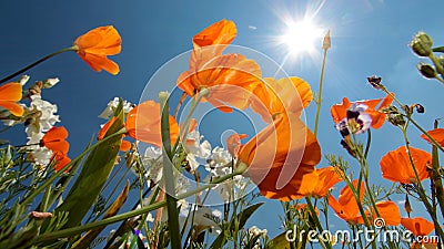 California Poppy (Eschscholzia californica) Stock Photo