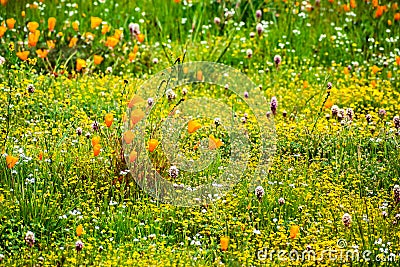 California poppy Eschscholzia californica and various other wildflowers blooming on a meadow, south San Francisco bay area, San Stock Photo