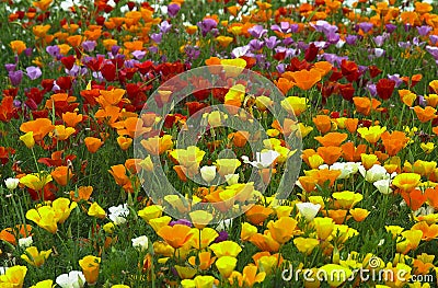 California Poppy Eschscholzia Stock Photo