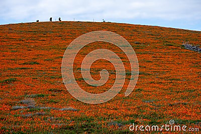 California Poppy field in the desert on cloudy day with sunbeams coming through clouds Eschscholzia californica and a sloping up Stock Photo