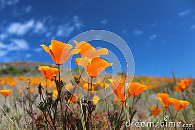 California poppy field in springtime, USA Stock Photo