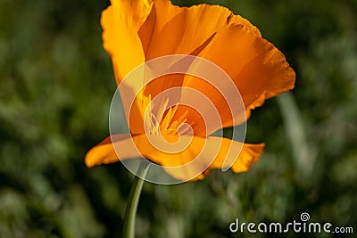 California poppy flower in a green feeld Stock Photo