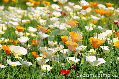 California poppy Stock Photo