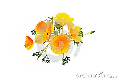 California poppy (Latin name: Eschscholzia). Stock Photo