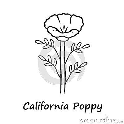 California poppy linear icon. Papaver rhoeas with name inscription. Corn rose wildflower. Herbaceous plants. Field Vector Illustration