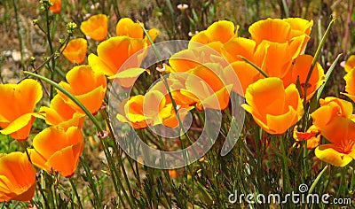 California Poppy Stock Photo