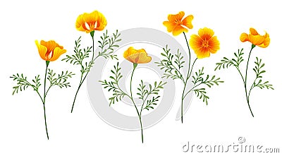 California Poppy set on white background Vector Illustration