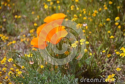 California Poppy in surrounded by other wildflowers Stock Photo