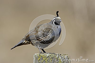 California Quail Stock Photo