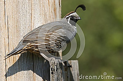 California Quail Stock Photo