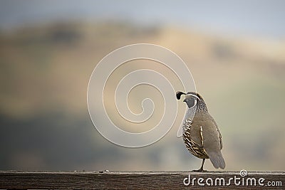 California Quail Stock Photo