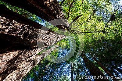 California redwood Sequoia sempervirens Stock Photo