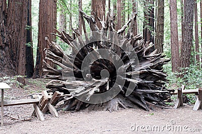 California redwood root system intact Stock Photo