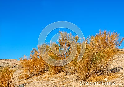 California Sagebrush Stock Photo