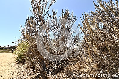 California sagebrush Artemisia californica 5 Stock Photo
