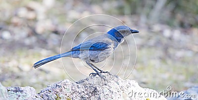 California Scrub-Jay Aphelocoma californica Adult perched on a rock. Stock Photo