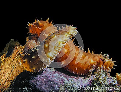 California Sea Cucumber Love Stock Photo