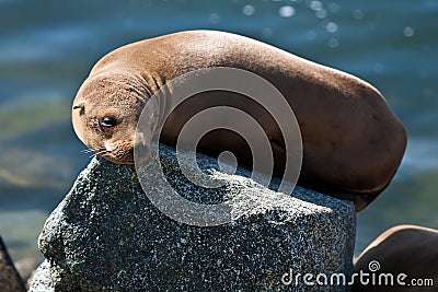 California sea lion in afternoon sun Stock Photo